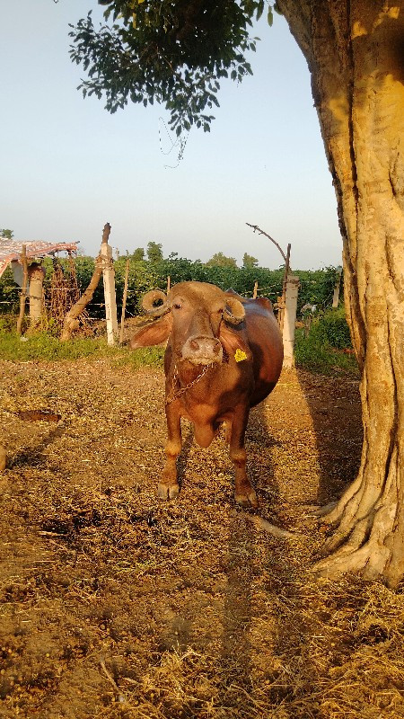 ભેંસ વેચવાની છે