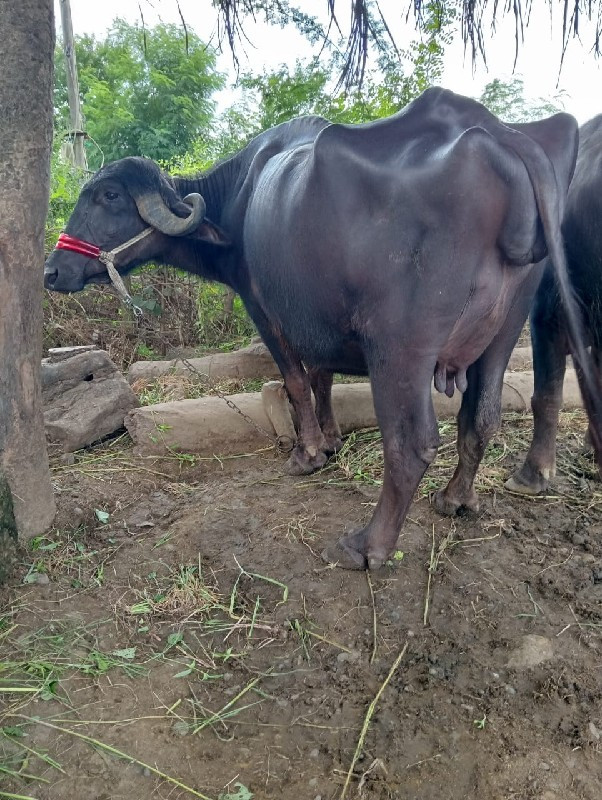 ભેંસ વેચવાની છે