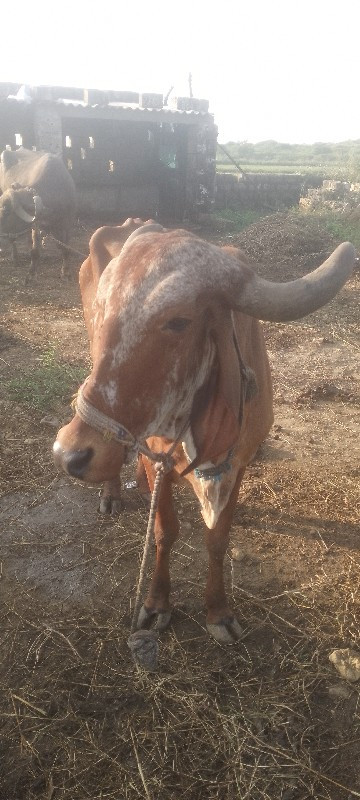 ગીર ગાય ની હોળક...