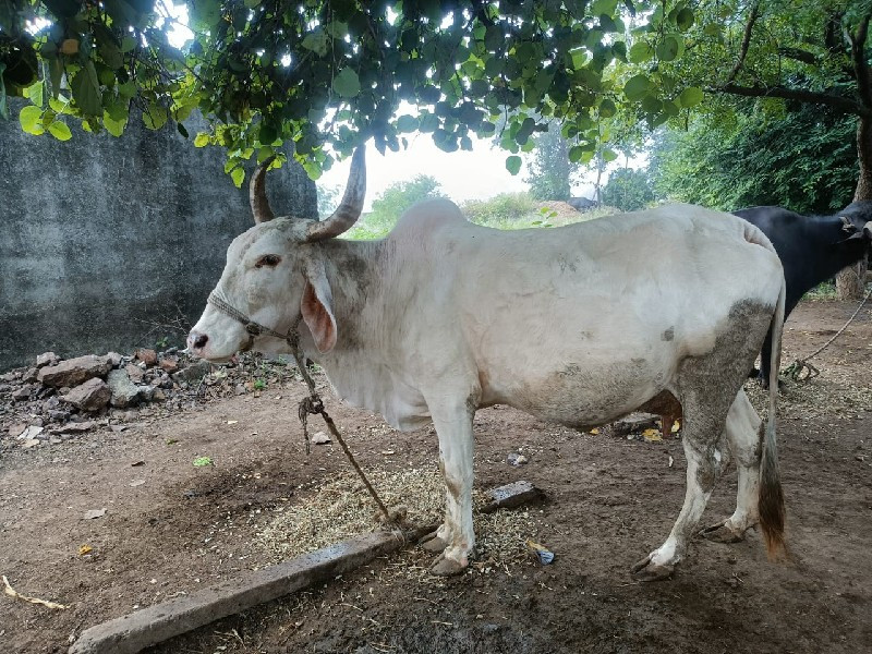 આ ગાય વેચવાની છ...