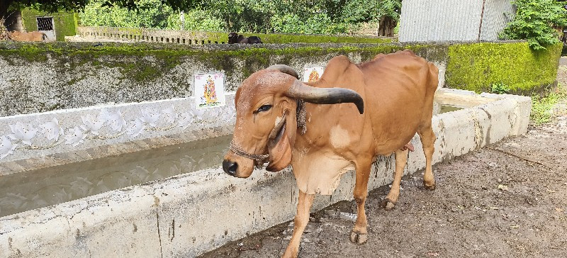 ગાય આપવાની છે.