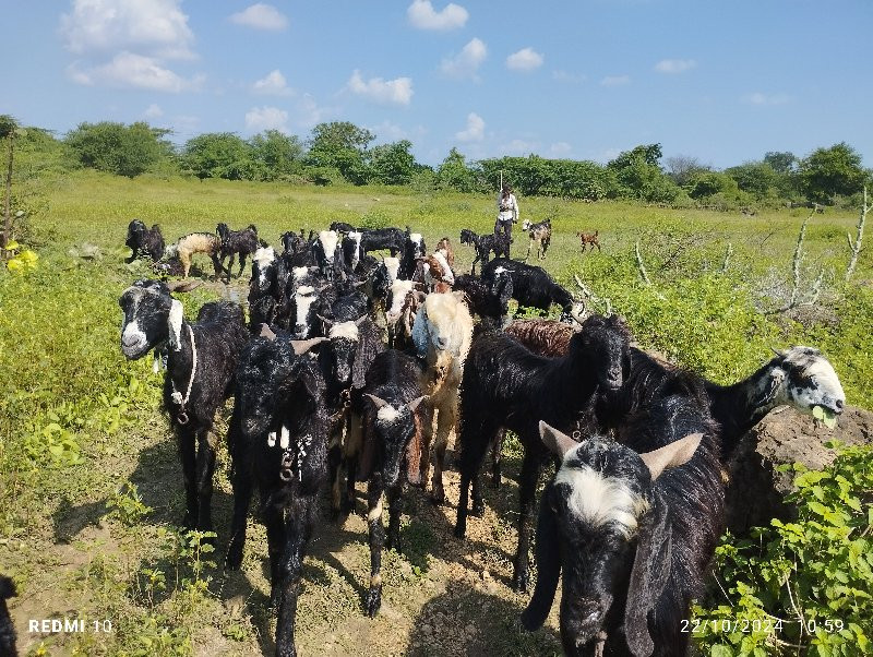 બકરા વેચવાના છે