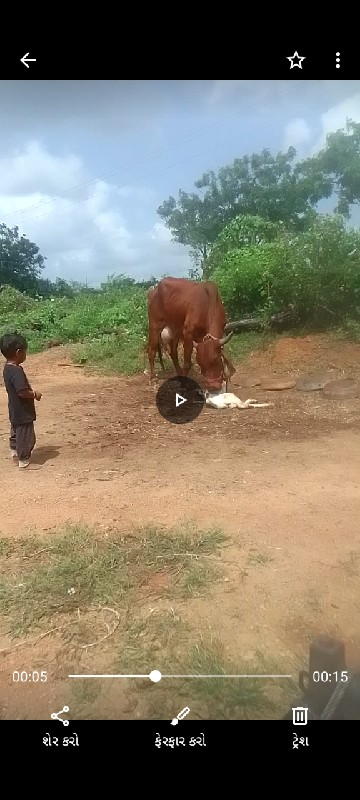 🐄 ગાયા વેચવાની...