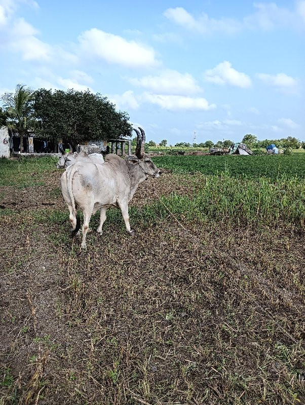 ગોધલા