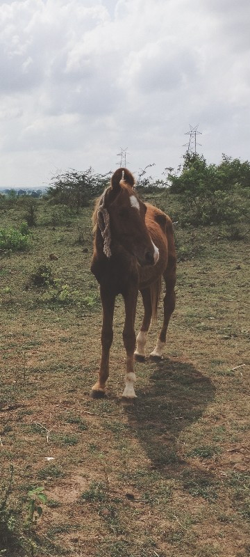 સુરેશભાઈ