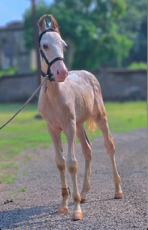 વછેરો