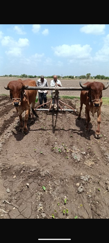 બીજી વાવણી ના,...