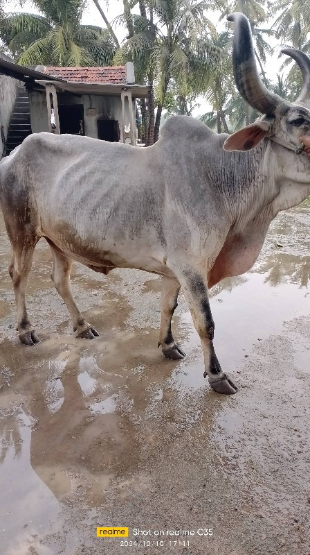 બળદ વેચવાનો સે