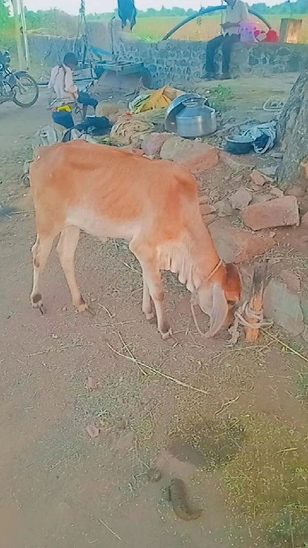 ગાય અને વાછડી વ...