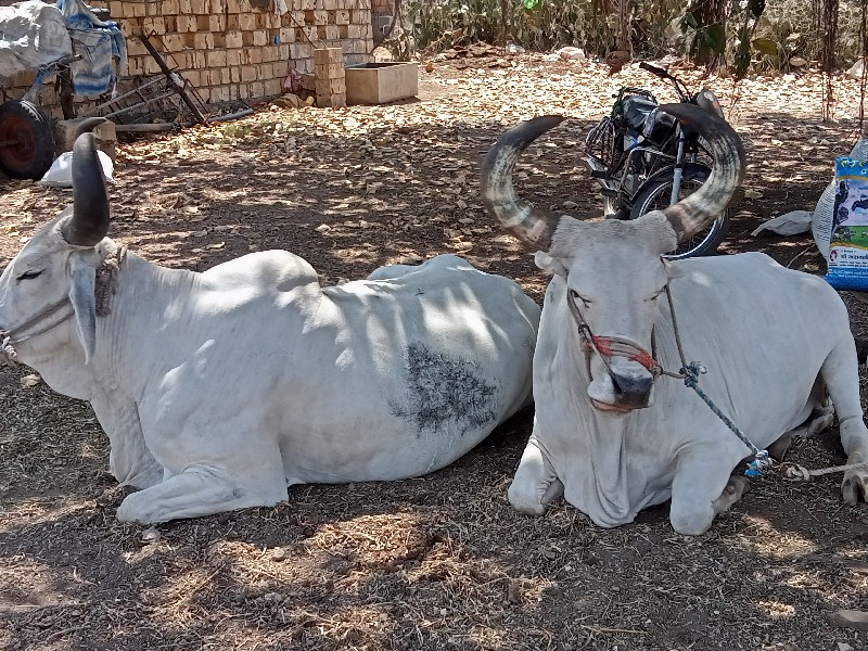 બળદ વેચવાના છે