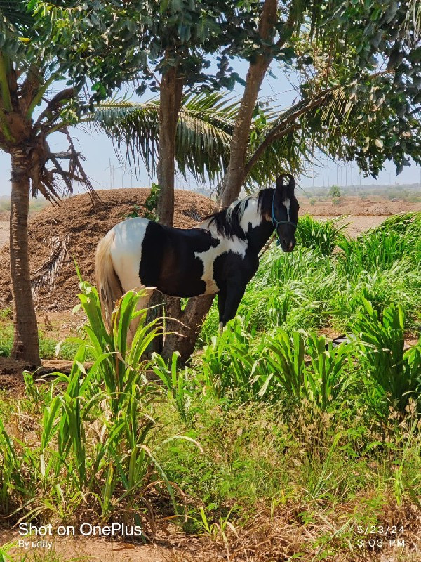 ધોડી વેસવાની છે