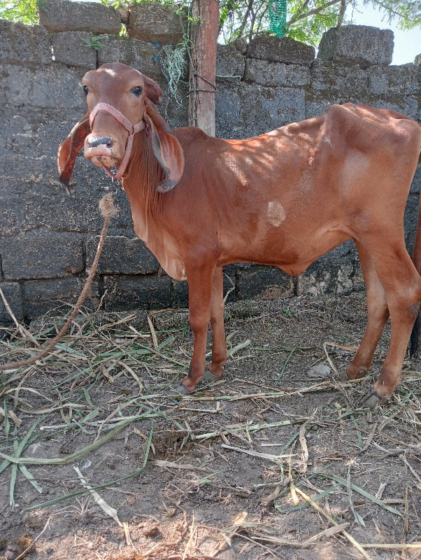 ગીર વાસડી