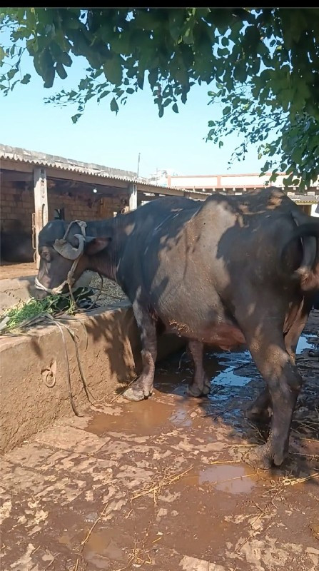 ખડેલી વેચવાની છ...