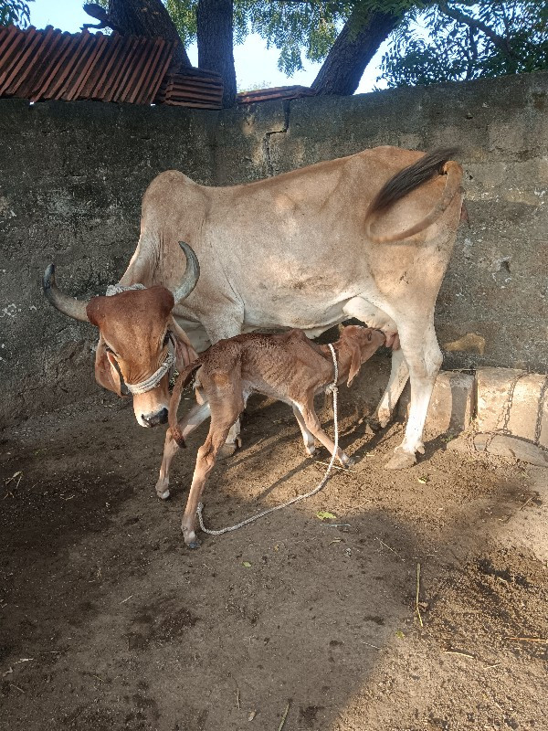 વેચવાની છે