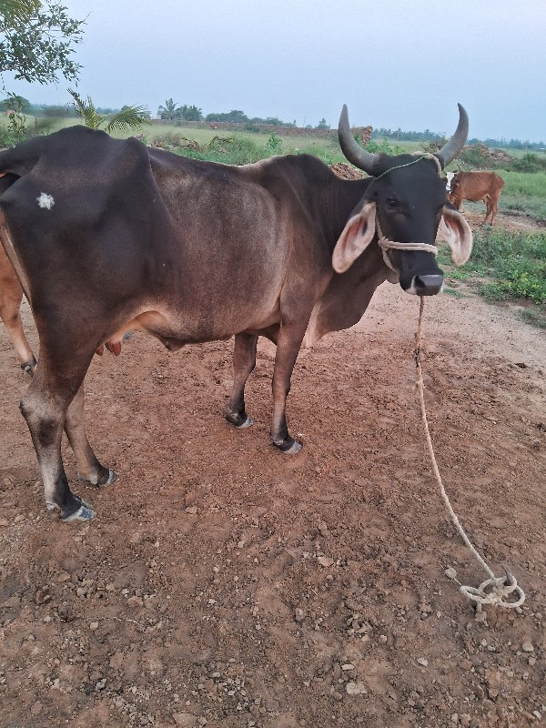 ગાય વેચવાની છે