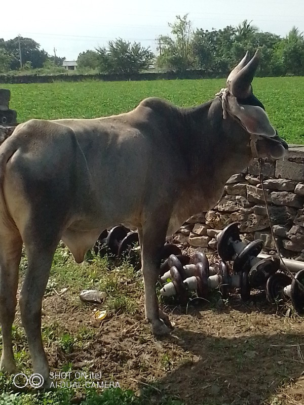 ગોધલો  વેચવાનો...