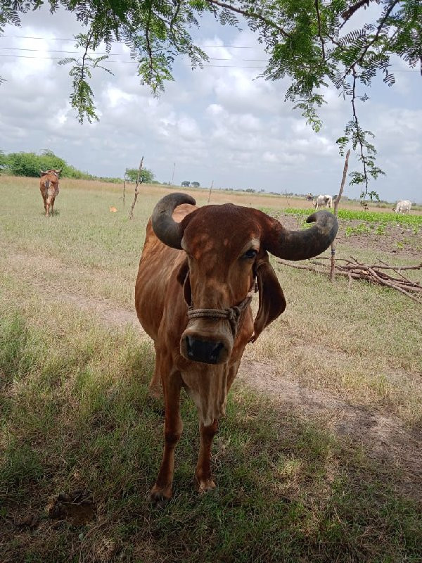 ગાય વેસવાનીસે