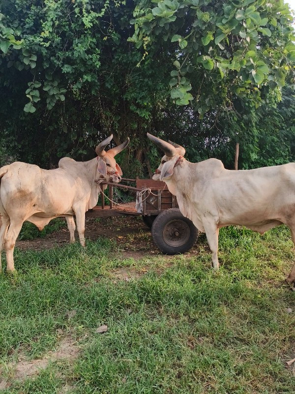 વાગડ વઢીયારા ની...