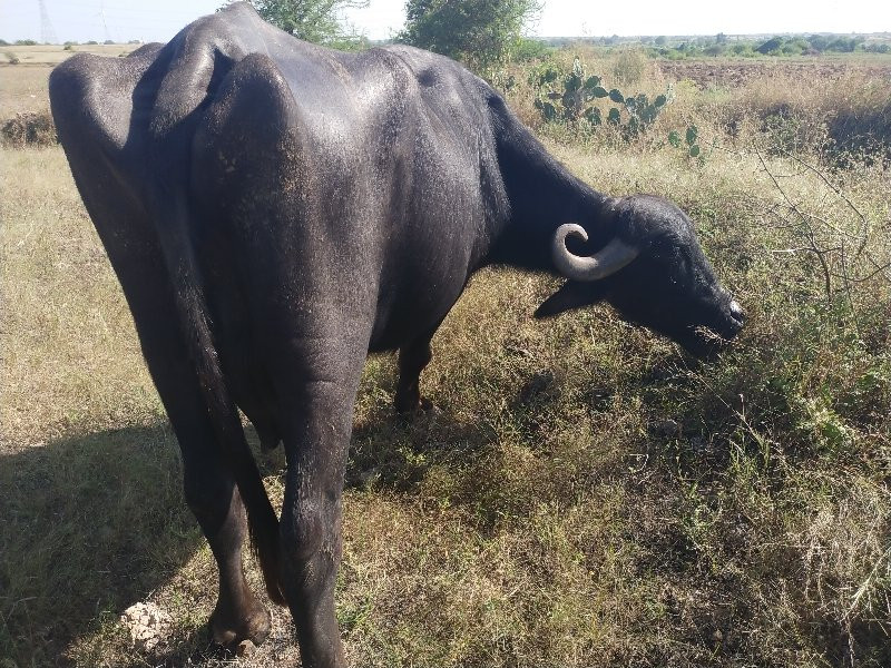 ભેંશ વેશવાની છે