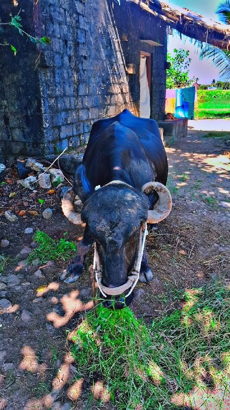 આ ભેશ વેચવાની છ...