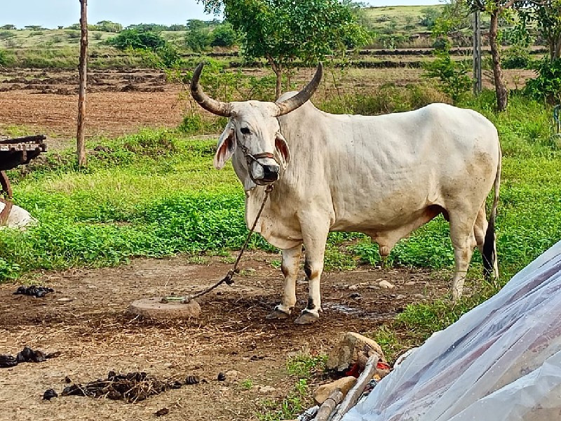 વેચવાના છે 
2 વ...