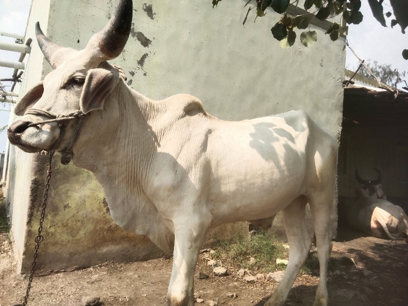 ગોધલો વેચવા નો...