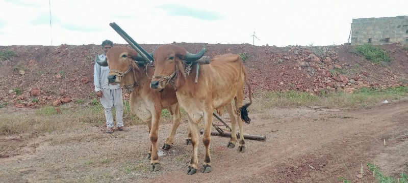 બળદ વેચવાના છે