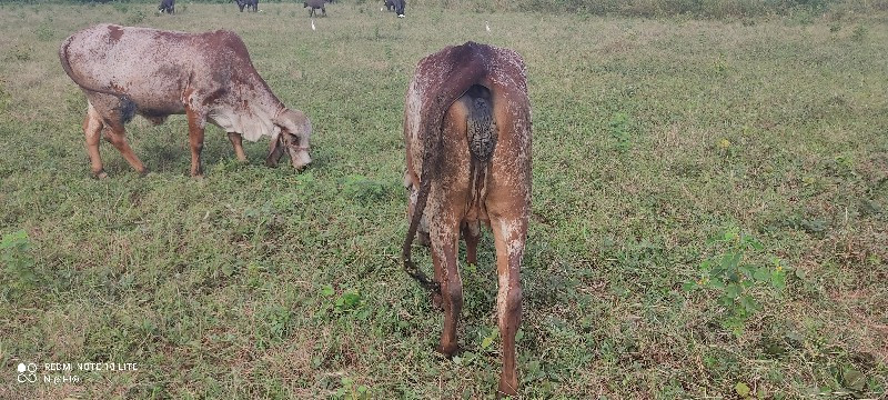 ગાય વેચવાની છે