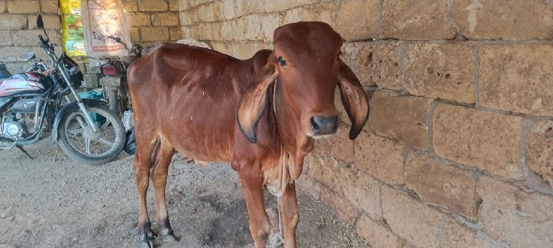 વાસડી વેશવાની છ...