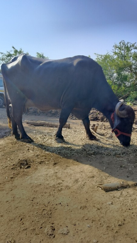 બીજું વેતર
ભેસ...