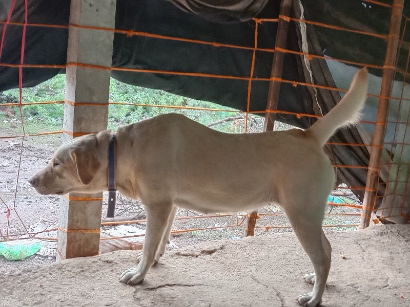 female Labrador