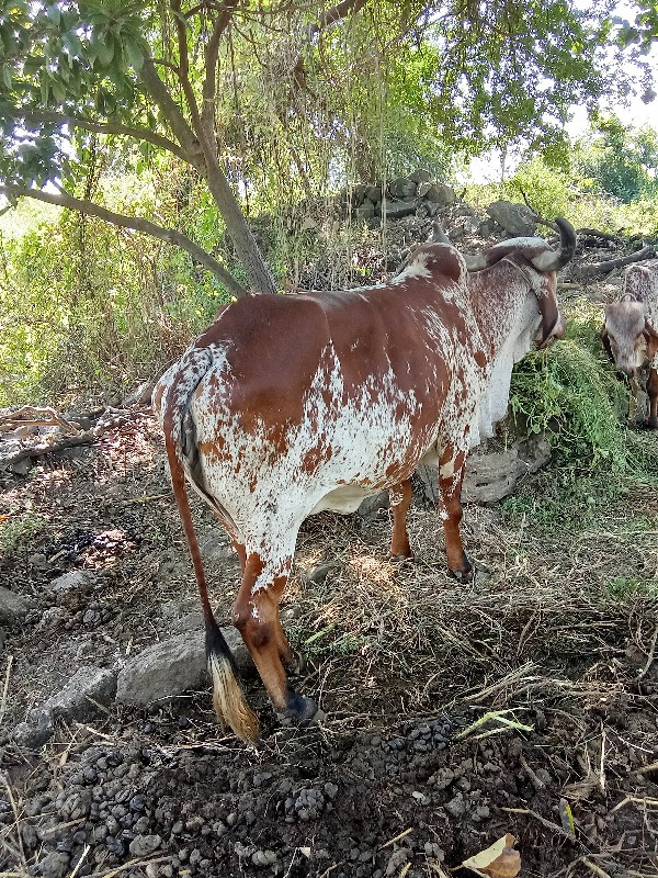 ગાય વેચવાની છે