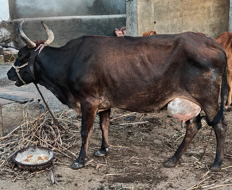 ગાય