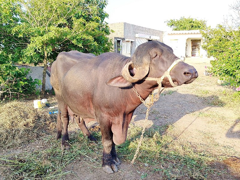 ભેંશ વેચવાની શે