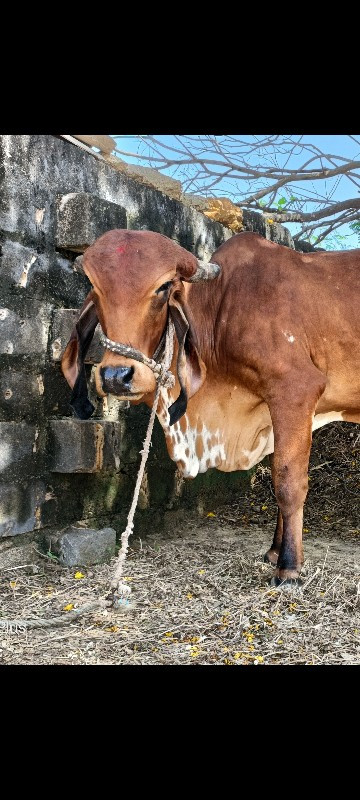 ગીર ગાય