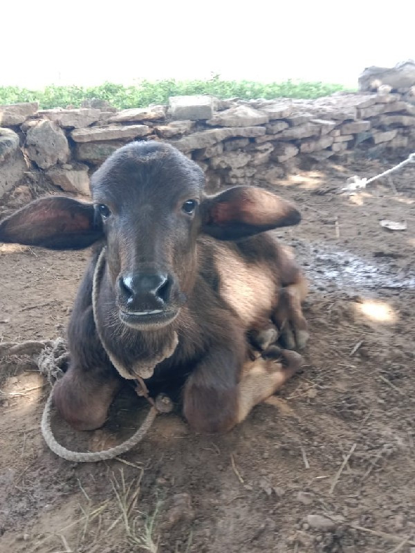 ભેશ વેચવા ની