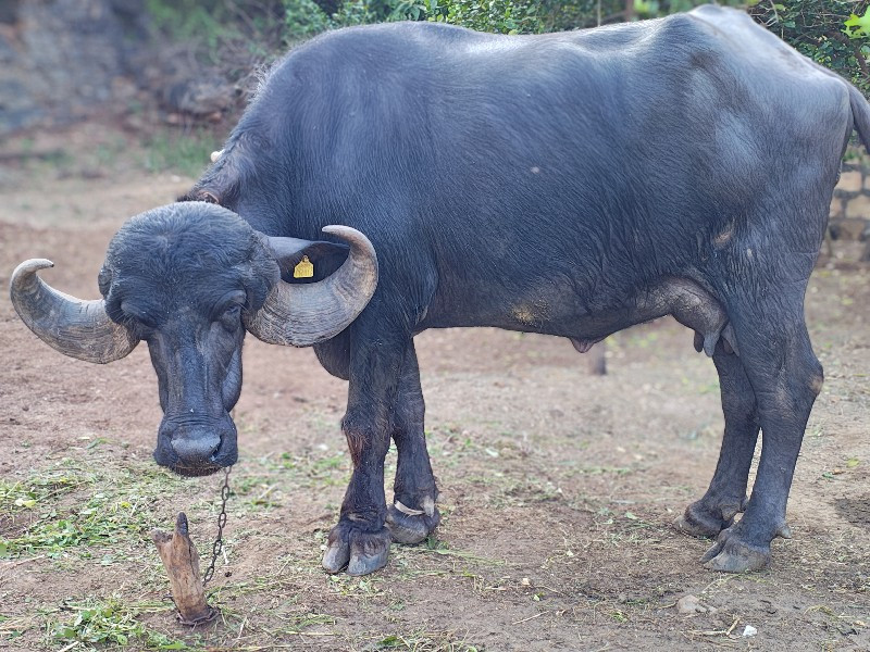 જાફરાબાદી ભેસ વ...