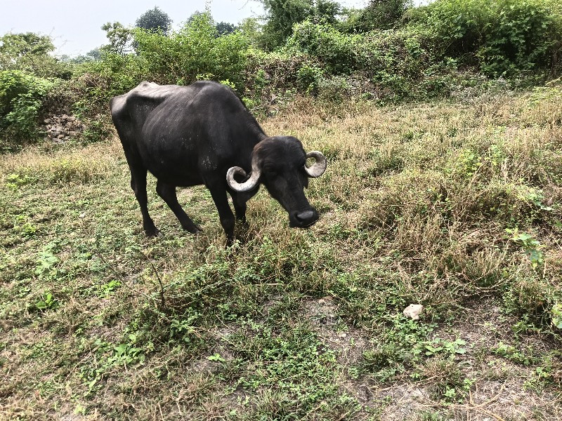 ખડૅલી છે પાકડ