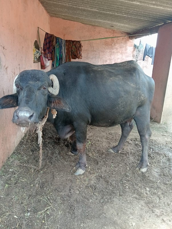 પેલુ વેતર  ભેસ...