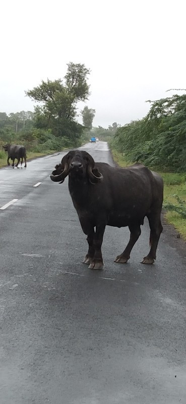 ભેંશ વેચવાની છે