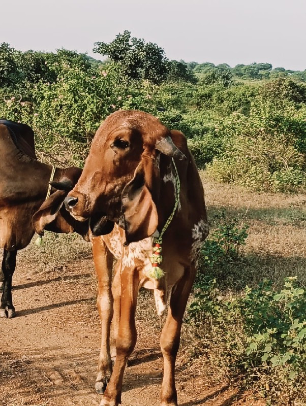 હોડકી વેસવાની છ...