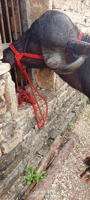 ટોપ જાફરી ખડાઈ...