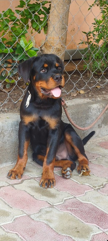 Rottweiler male