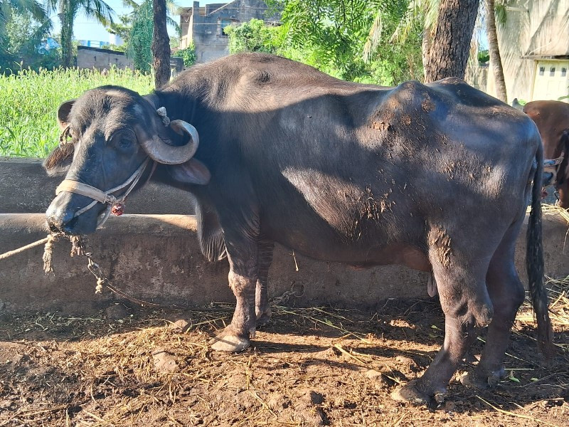 ભૈસ વેચવાની છે