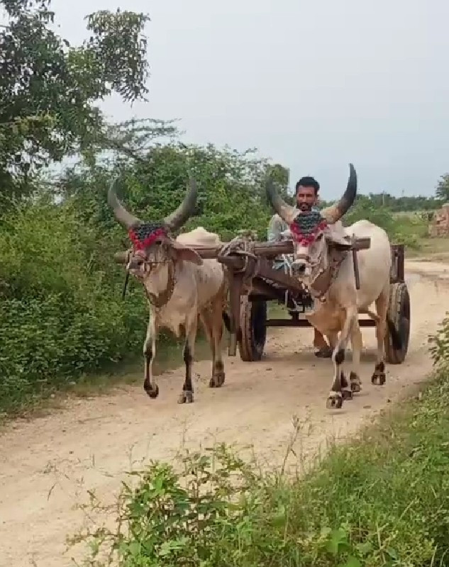 ગોધલા વેસવાના છ...