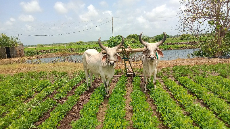 બળદ વેચવા ના છે