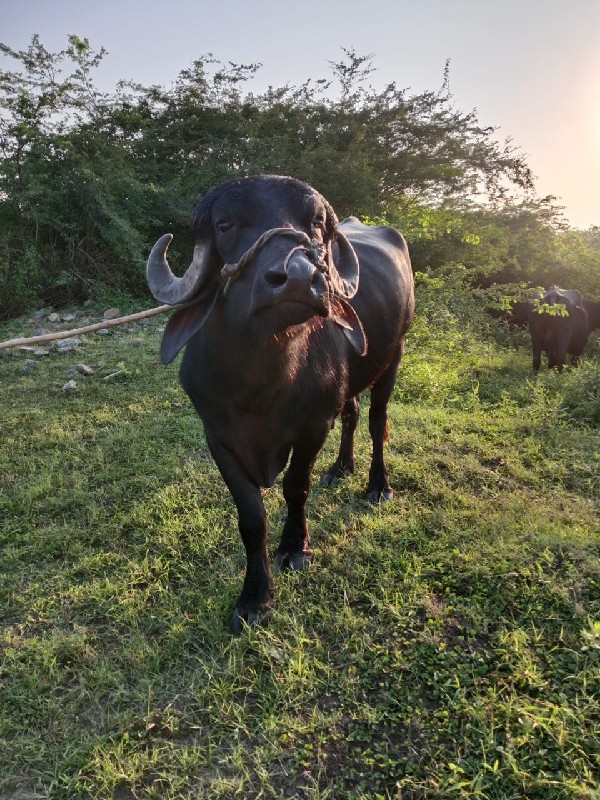 પાડો વેચવાનો છે