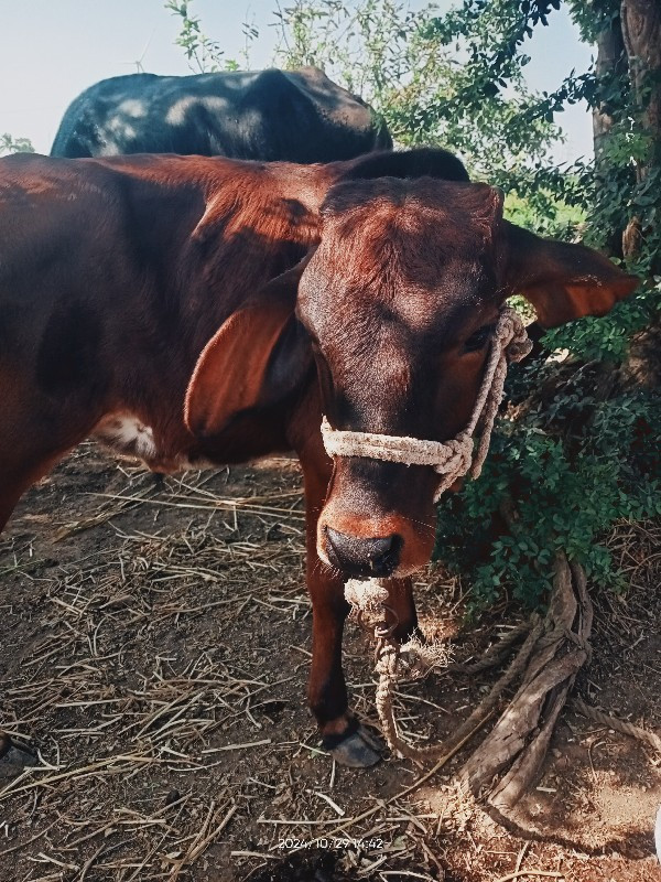 ગાય વેચવાની છે