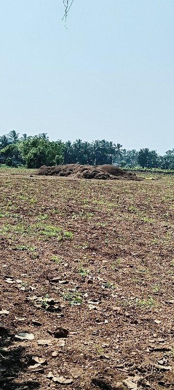 મંડવિયું વેચવાન...