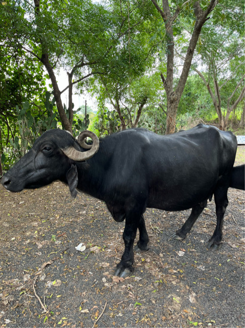 ભેંસ વેચવાની છે...